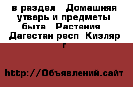  в раздел : Домашняя утварь и предметы быта » Растения . Дагестан респ.,Кизляр г.